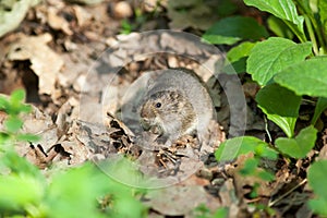 Clethrionomys glareolus, Bank Vole.