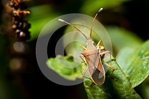 Cletus trigonus Hemiptera on a green leaf photo