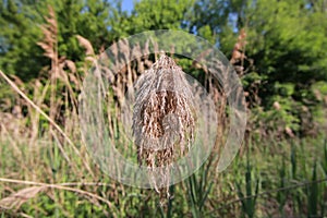 The Cleveland Lakefront Nature Preserve