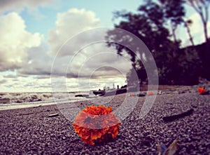 An orange flower rests on the stony beaches of Cleveland, Ohio - OHIO - USA photo