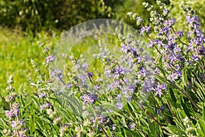 Cleveland sage Salvia clevelandii flowers growing on a meadow in spring, California