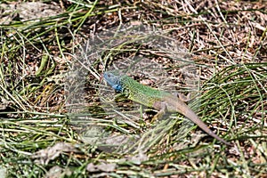 Clever colored lizard among the green grass