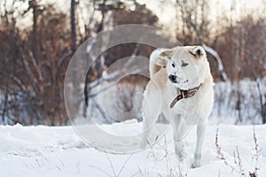 A clever concentrated frozen Akita Inu dog stands in the winter with a raised foot among the snow and trees in the forest.