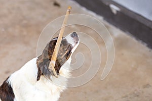 A clever dog is being punished by its owner. By placing a branch on its nose and ordering it to stay still, do not drop it. Look