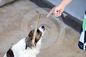 A clever dog is being punished by its owner. By placing a branch on its nose and ordering it to stay still, do not drop it. Look