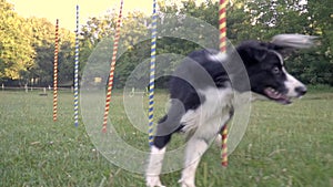 A clever dog border collie runs between colorfull posts on the green lawn, the dog`s slalom. Dog handler, training. Slow