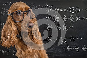 Clever funny dog wearing eyeglasses. Math equations on blackboard in background