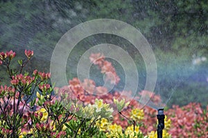 Clever garden with a fully automatic irrigation system, water azaleas.