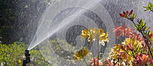 Clever garden with a fully automatic irrigation system, water azaleas.