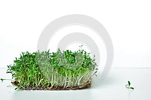 Clever healthy food greens. Microgreen cress salad Lepidium sativum. Annual plant, widely used in medicine and cooking. photo