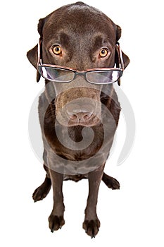 Clever Labrador with Glasses