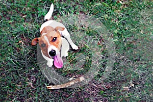 Clever obedient loyal dog Jack Russell Terrier brought a stick to the owner. Command for a dog aport. Dog training concept