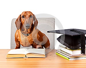 Clever pet reading a book