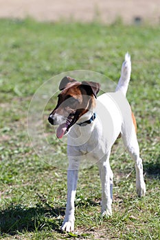 Clever purebred fox terrier standing on a racetrack
