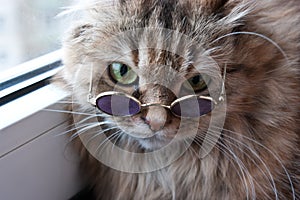 Clever puss in glasses