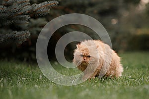 Red persian cat walking in a park