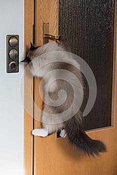 Clever cat opening the door