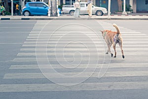 Clever thai dog crossing road with crosswalk