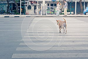 Clever thai dog crossing road with crosswalk