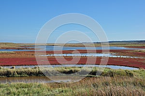 Cley Marshes with Autumnal Colour of Common Glasswort