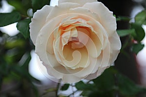 `CLG Eloise` rose in rosesarium Boskoop