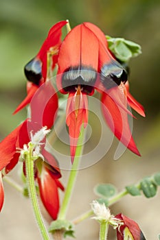 Clianthus flower