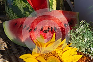 Clices ripe watermelon slice with sunflower on sunlight