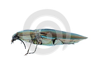 Click beetle