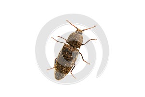 Click beetle Agrypnus murinus isolated on a white