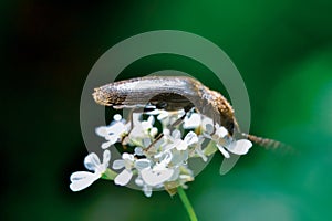Click beetle