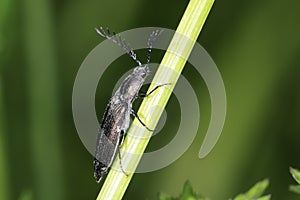 Click beetle, ctenicera pectinicornis