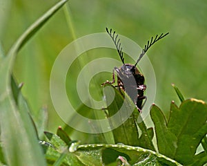 Click beetle, Ctenicera pectinicornis