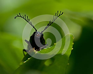 Click beetle, Ctenicera pectinicornis