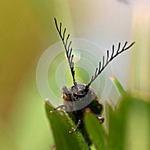 Click beetle, Ctenicera pectinicornis