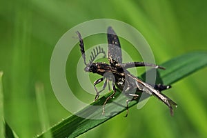 Click beetle, Ctenicera pectinicornis