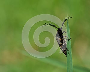 Click beetle. Ctenicera pectinicornis