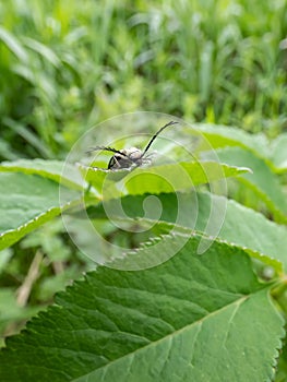 Click beetle (Ctenicera pectinicornis) with green metallic body with very distinctive ridges and strongly toothed