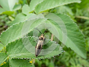 Click beetle (Ctenicera pectinicornis) with green metallic body with very distinctive ridges and strongly toothed