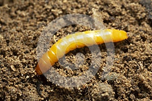 Click beetle, Elateridae larva on soil photo