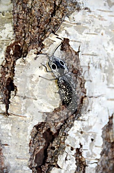 Click Beetle `The eyed elator` Alaus oculatus Copy space.