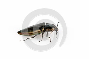 Click beetle isolated