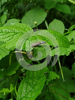 Click beetle on a leaf in the woods