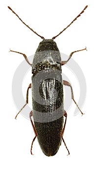 Click Beetle Melanotus on white Background