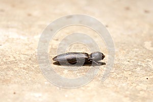 A click beetle playing dead by tucking in its legs and antennae
