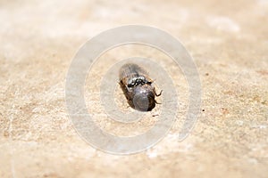 A click beetle playing dead by tucking in its legs and antennae