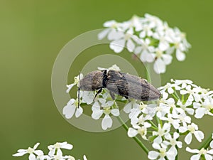 Click beetle