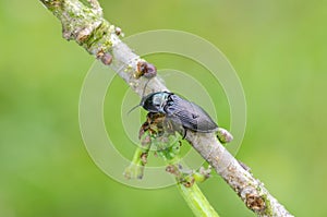 The Click beetle Selatosomus aeneus with broken elytron