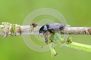 The Click beetle Selatosomus aeneus with broken elytron