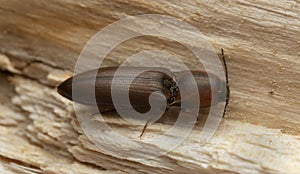 Click beetle, Sericus brunneus on wood photo