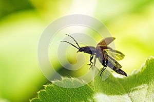 Click beetle take-off photo